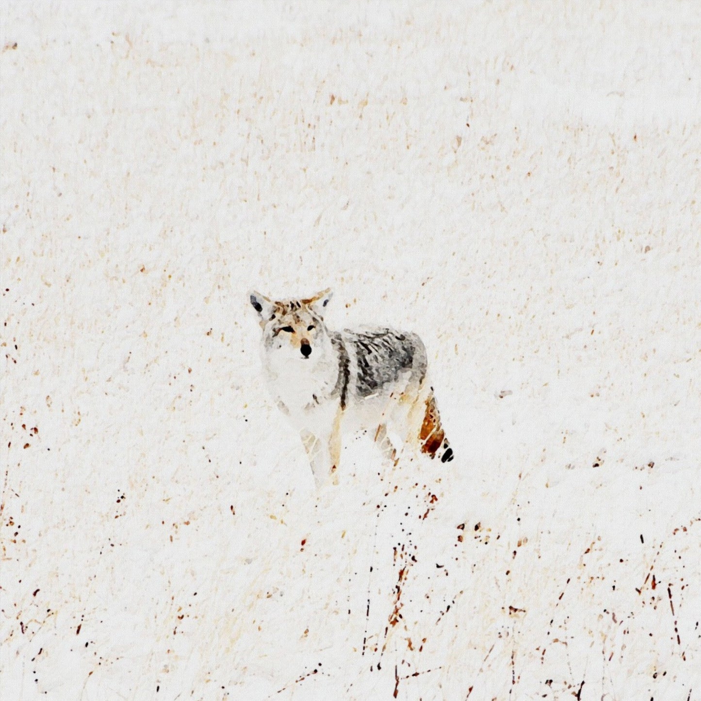 Yellowstone Winter Coyote
