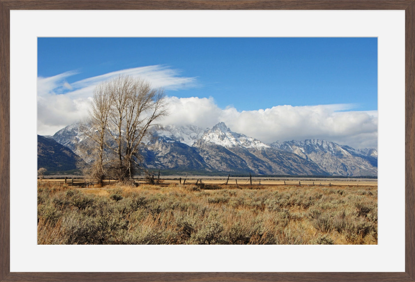 Tetons at Mormon Row