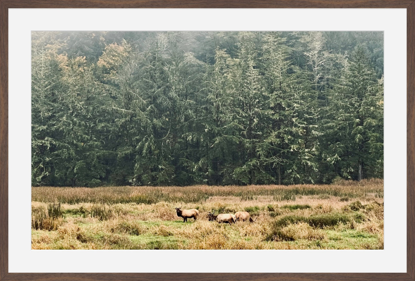 Elk in the Morning