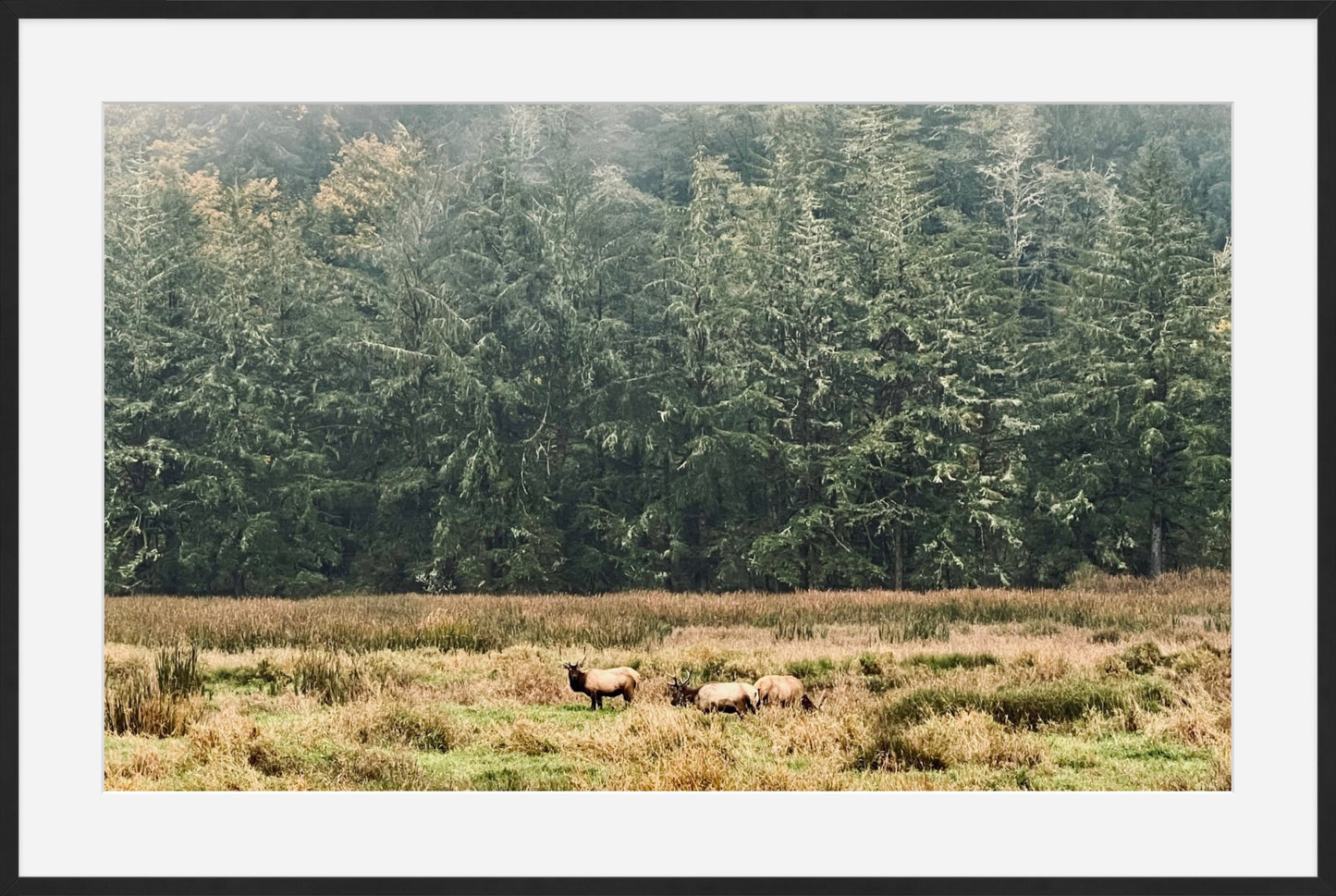 Elk in the Morning