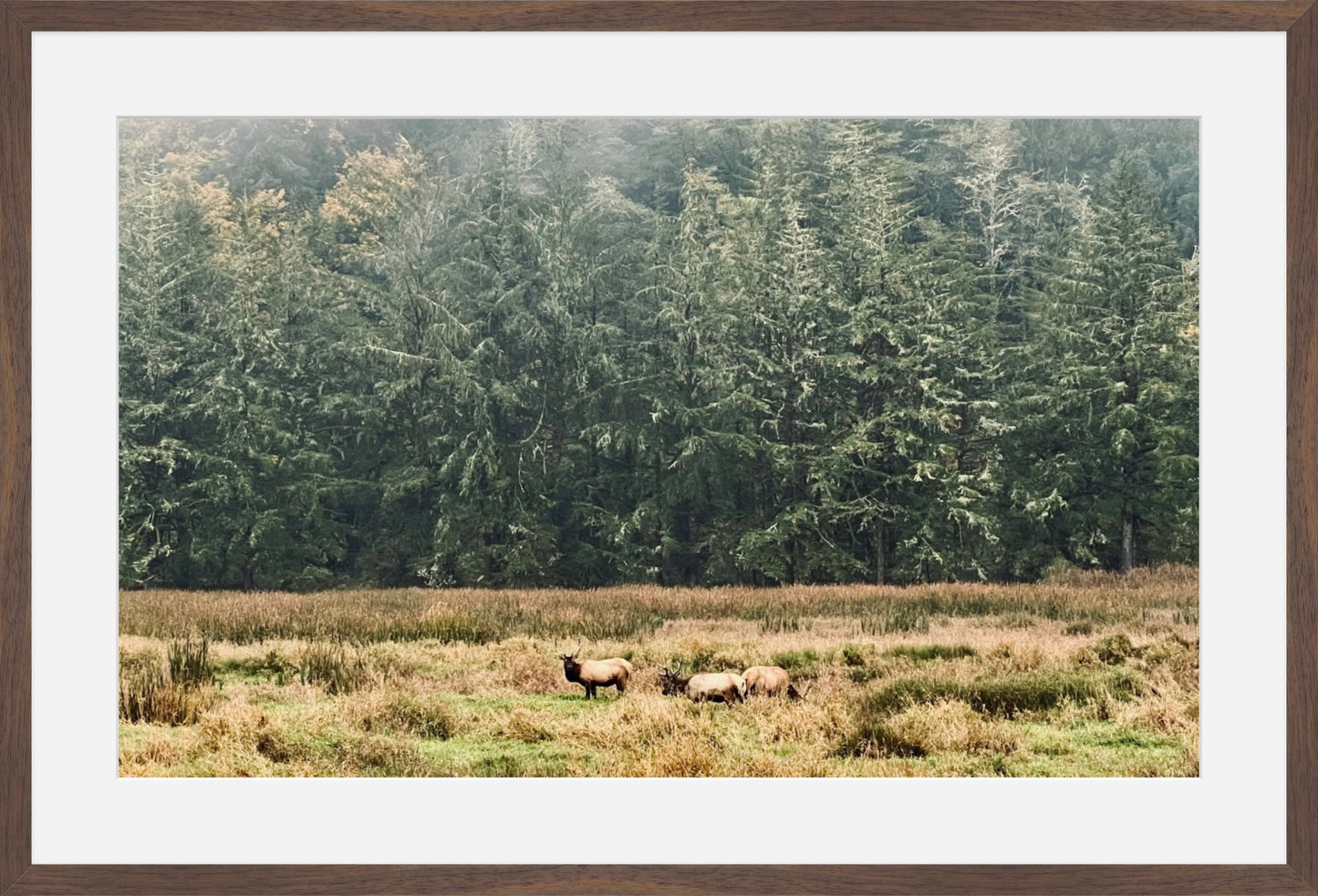 Elk in the Morning