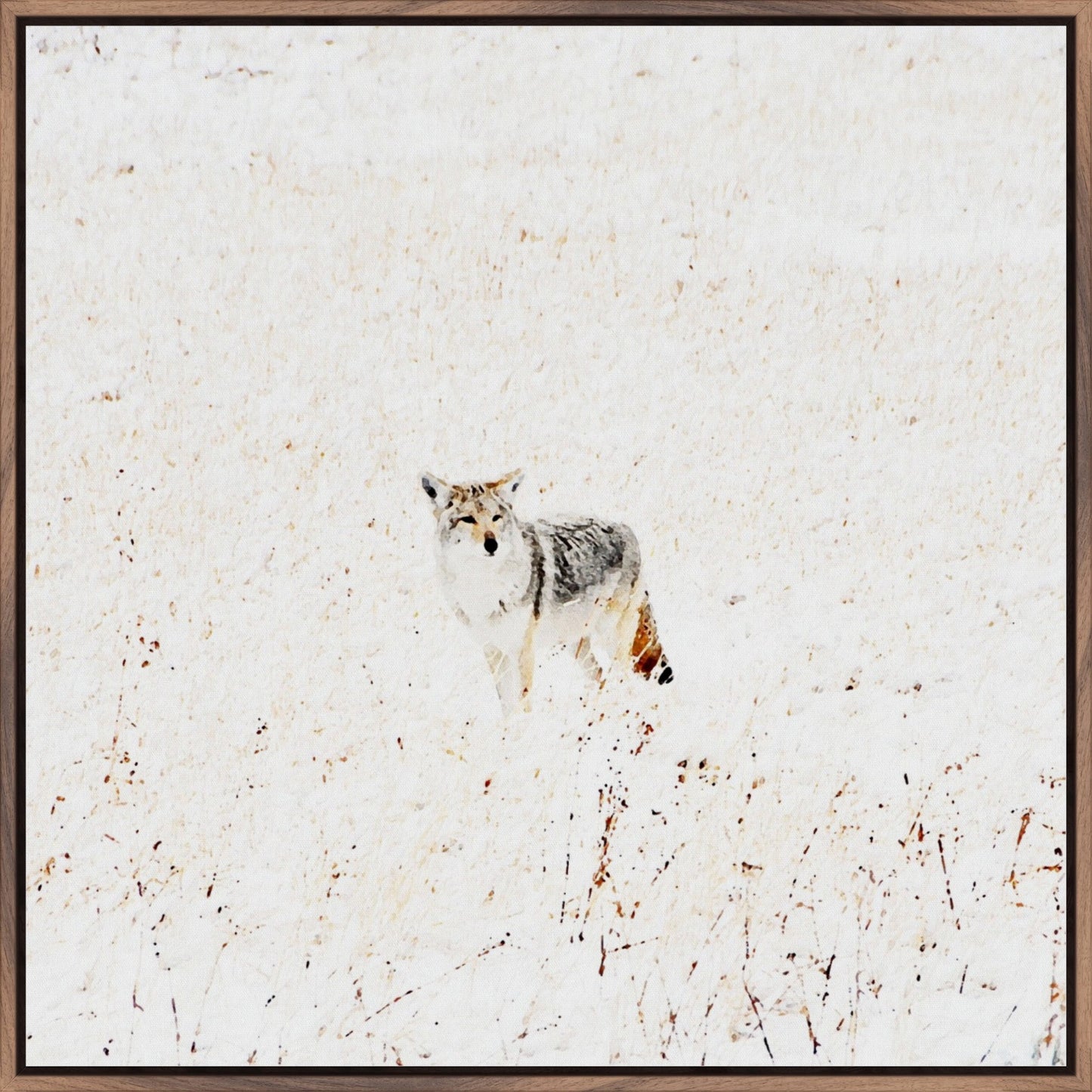 Yellowstone Winter Coyote