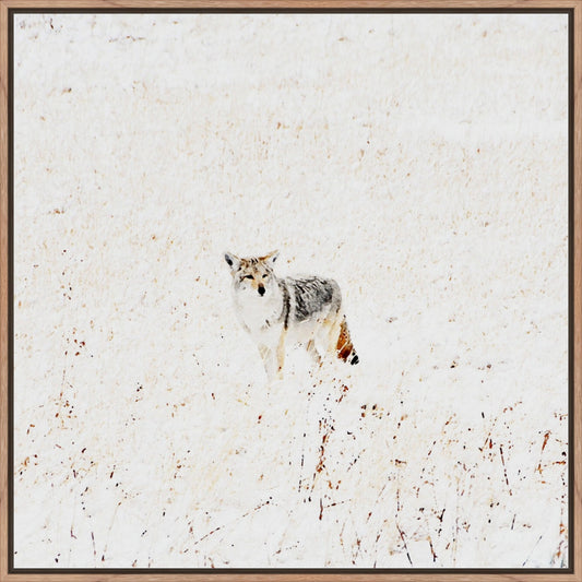 Yellowstone Winter Coyote