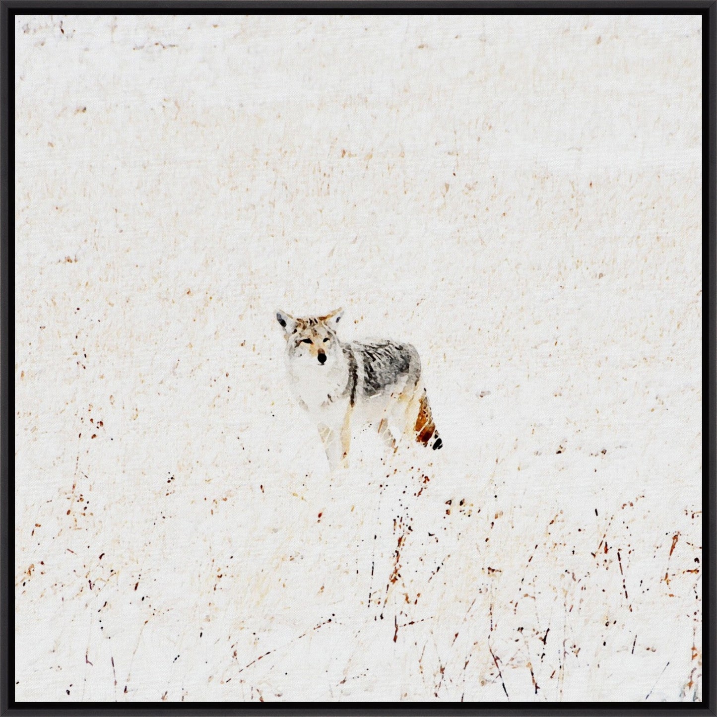 Yellowstone Winter Coyote