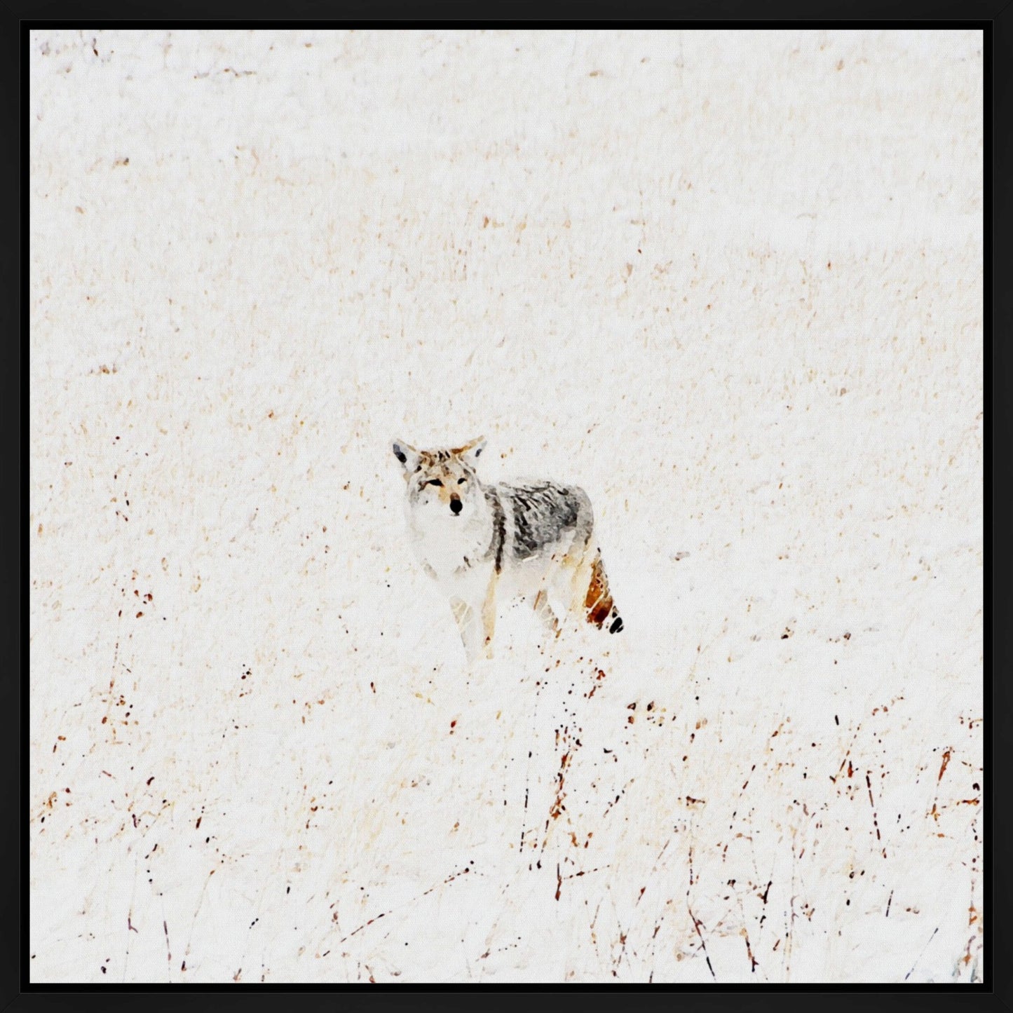 Yellowstone Winter Coyote