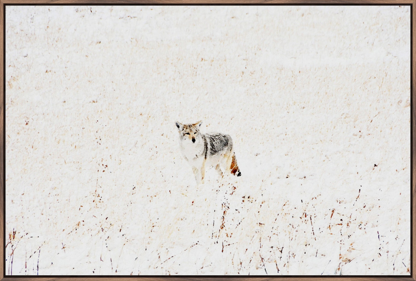 Yellowstone Winter Coyote