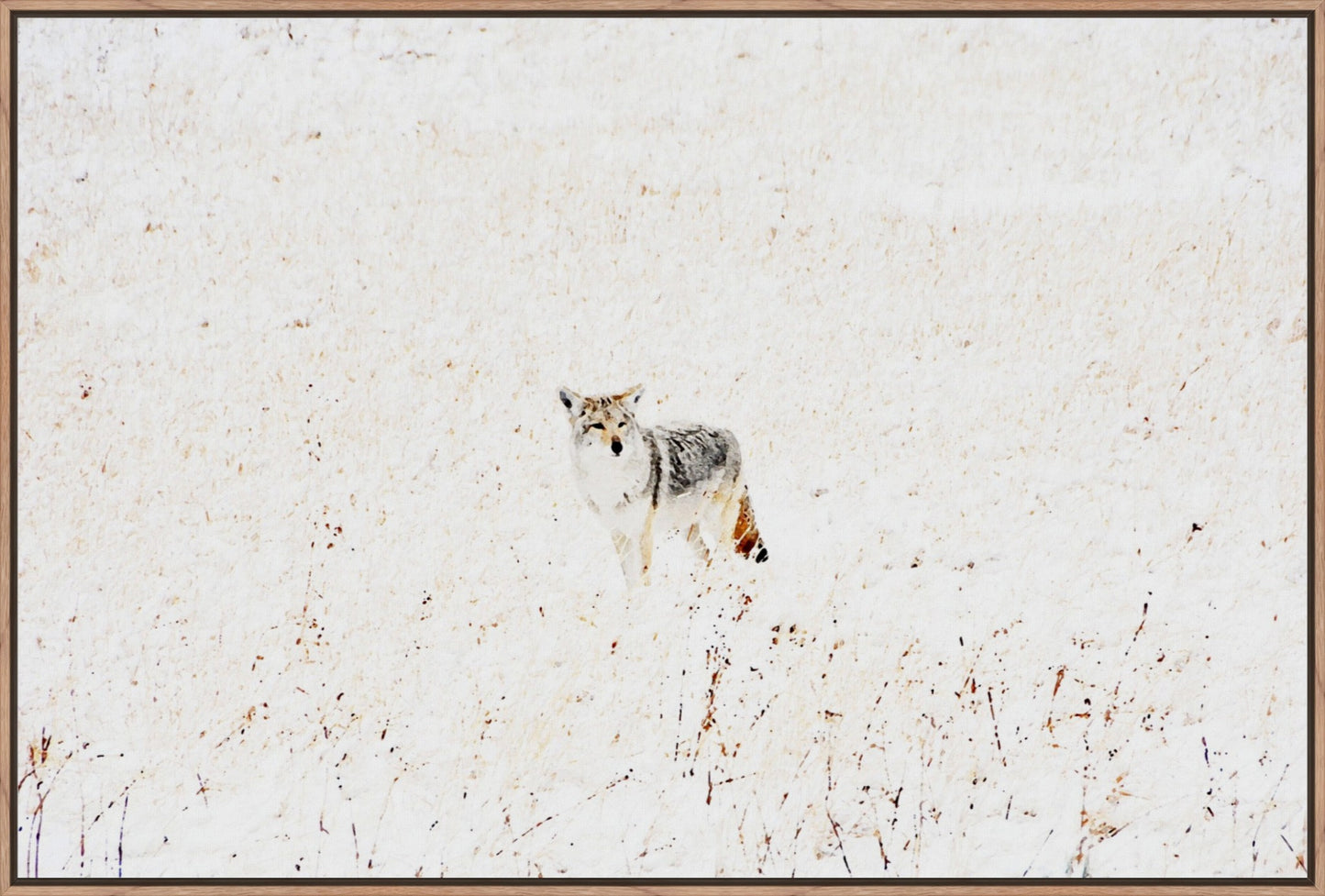 Yellowstone Winter Coyote