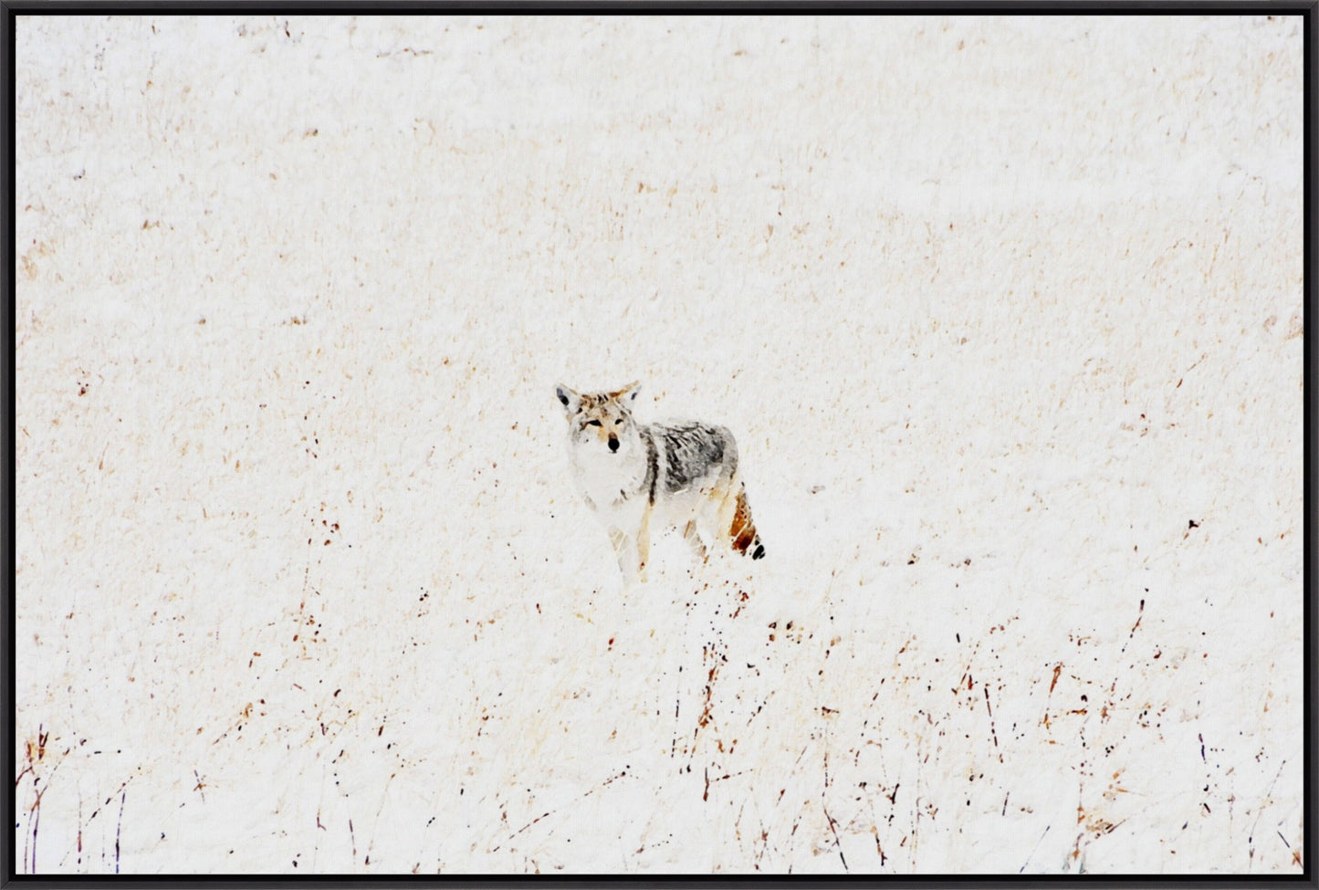 Yellowstone Winter Coyote