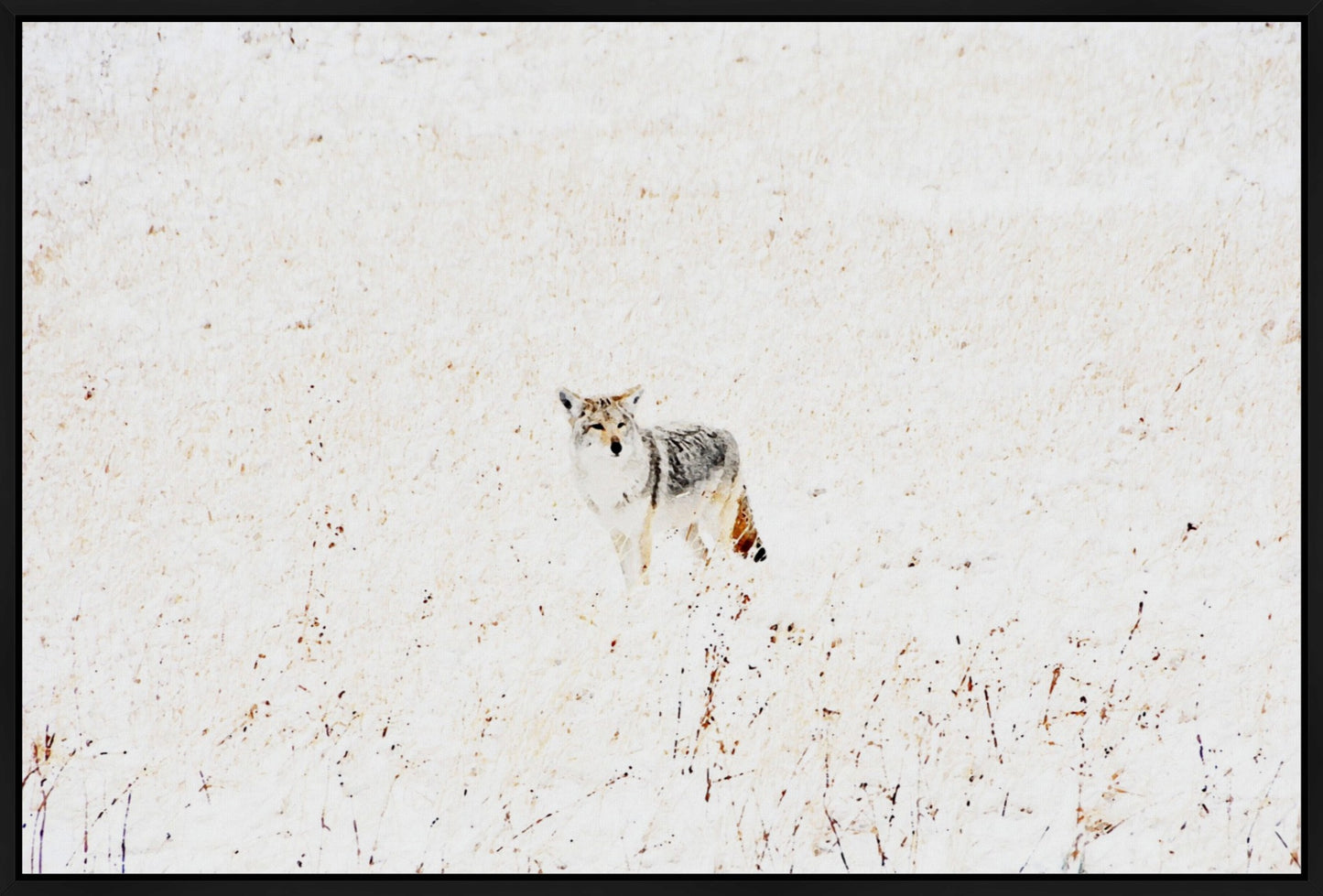 Yellowstone Winter Coyote