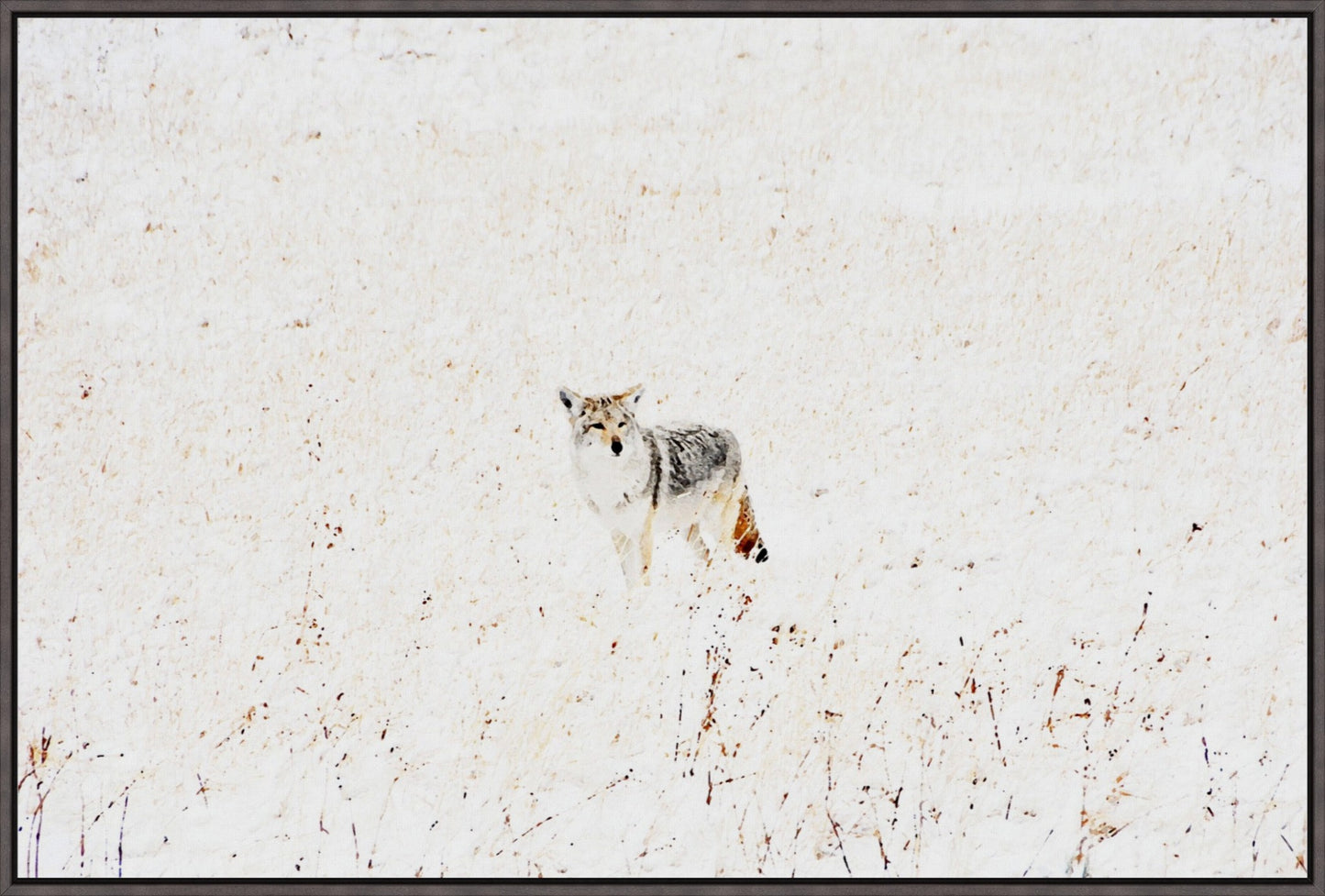 Yellowstone Winter Coyote