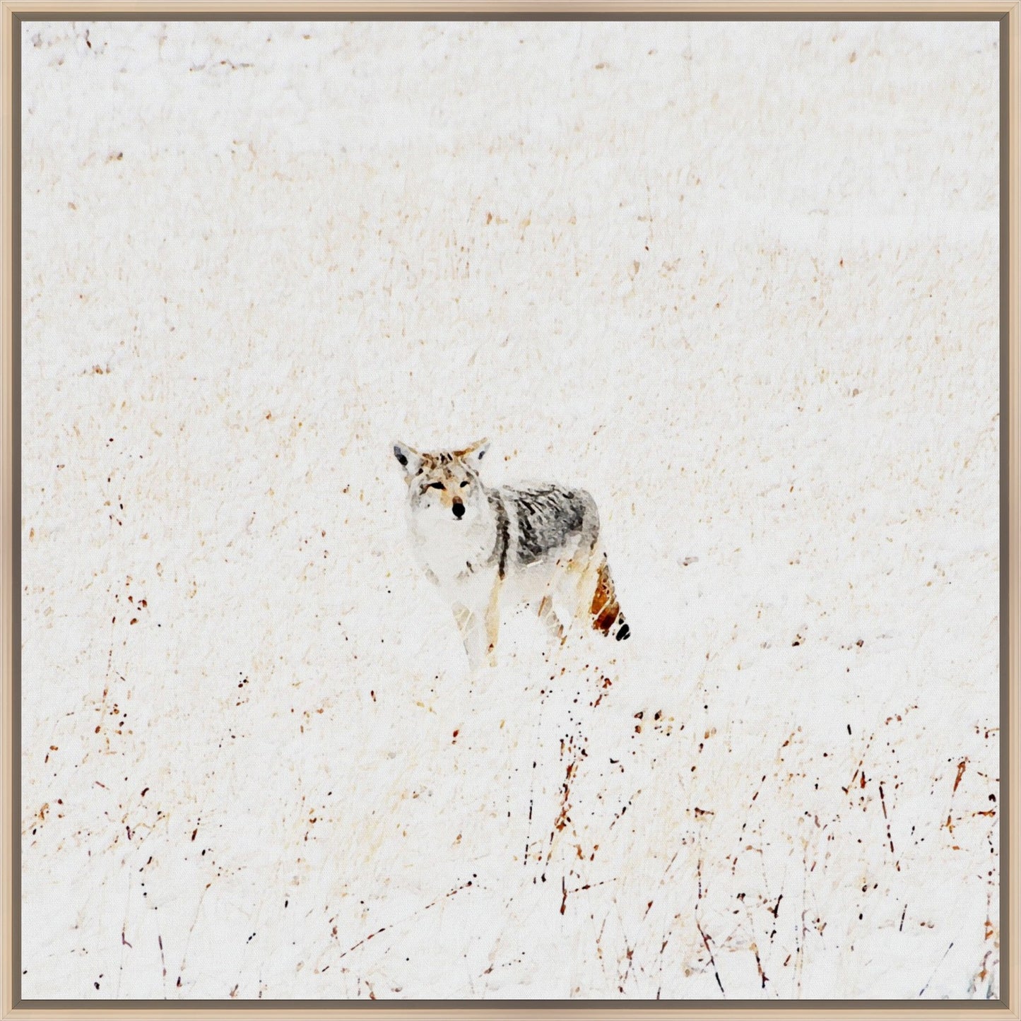 Yellowstone Winter Coyote
