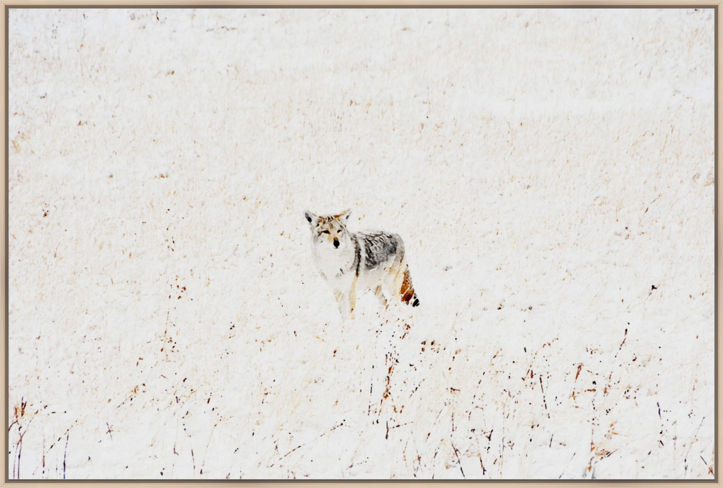 Yellowstone Winter Coyote