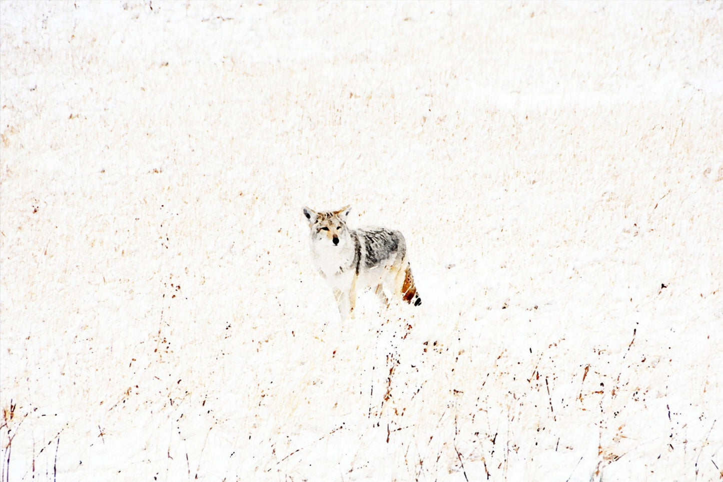 Yellowstone Winter Coyote