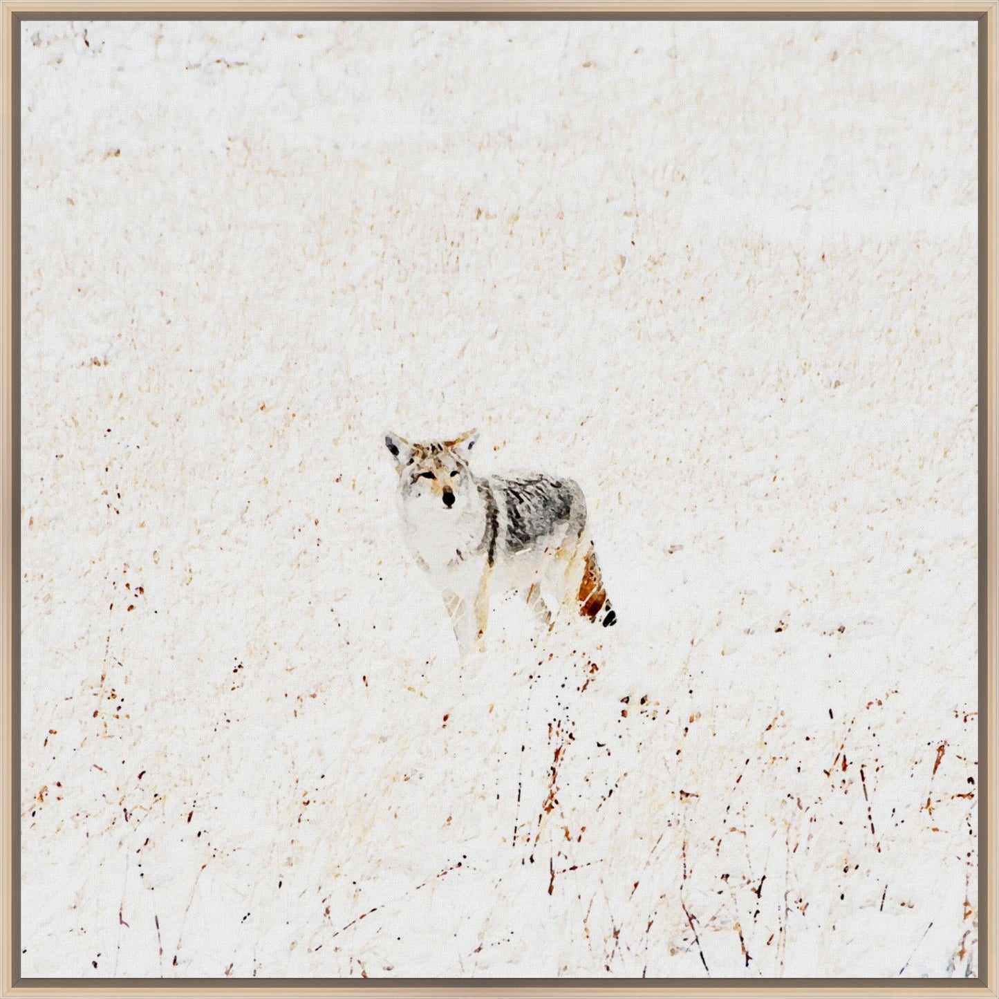 Yellowstone Winter Coyote