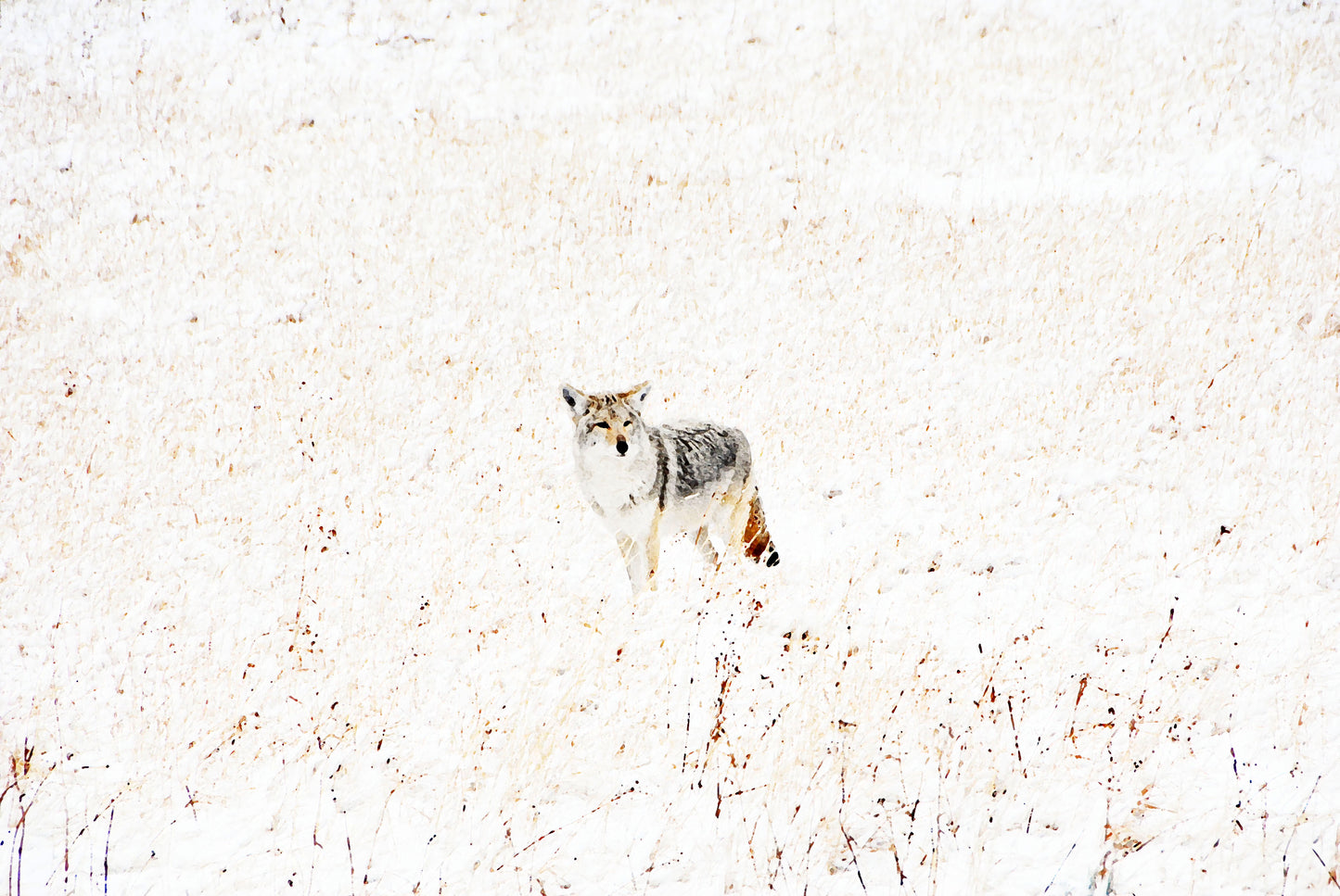 Yellowstone Winter Coyote